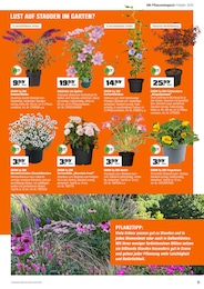Sommerflieder Angebot & Preis im aktuellen OBI Prospekt Sommerflieder Angebot im aktuellen OBI Prospekt auf Seite 11