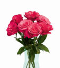Großköpfige Hochland Rosen im Angebot bei Netto Marken-Discount in Falkensee Großköpfige Hochland Rosen Angebote bei Netto Marken-Discount Falkensee für 1,99 €