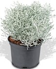 Stacheldrahtpflanze Angebote bei Penny Bad Oeynhausen für 1,59 €