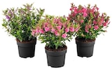 Hagebaumarkt Erding Prospekt mit  im Angebot für 2,99 €