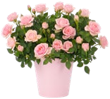 Rose im Angebot bei Kaufland in Gronau Rose Angebote bei Kaufland Gronau für 2,99 €