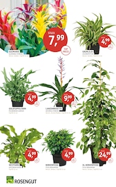 Aktueller ROSENGUT Langerwisch Prospekt mit Gartenmöbel, "ORCHIDEEN-WOCHEN.", Seite 3