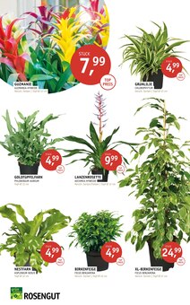 Gartenmöbel im ROSENGUT Langerwisch Prospekt "ORCHIDEEN-WOCHEN." mit 4 Seiten (Potsdam)