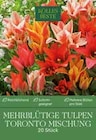 Mehrblütige Tulpen Toronto Mischung im Pflanzen Kölle Prospekt Mehrblütige Tulpen Toronto Mischung von im aktuellen Pflanzen Kölle Prospekt für 5,99 €