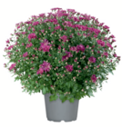 toom Baumarkt Zerbst - Chrysanthemenbusch Angebot im Prospekt Chrysanthemenbusch bei toom Baumarkt im Zerbst Prospekt für 5,99 €