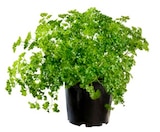 Plante aromatique certifiée AB - TRUFFAUT dans le catalogue Truffaut