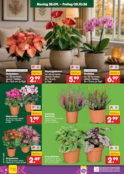 Stauden im Netto Marken-Discount Prospekt in Kiel Aktueller Netto Marken-Discount Prospekt mit Stauden, "Aktuelle Angebote", Seite 6
