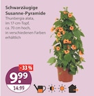 Schwarzäugige Susanne-Pyramide im aktuellen V-Markt Prospekt für 9,99 €