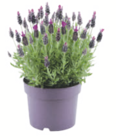 Aktuelle Blumen Angebote bei toom Baumarkt in Pforzheim Aktuelles Schopflavendel Angebot bei toom Baumarkt in Pforzheim ab 3,99 €