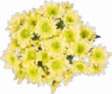 Chrysanthemen Angebote bei Netto Marken-Discount München für 2,49 €