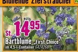 Bartblume von First Choice im aktuellen Hornbach Prospekt