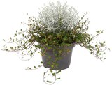 Muehlenbeckia Calocephalus Mix im Angebot bei REWE in Wetzlar Muehlenbeckia Calocephalus Mix Angebote bei REWE Wetzlar für 1,79 €