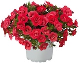 Aktuelle Blumen Angebote bei REWE in Düsseldorf Aktuelles Zauberglöckchen Angebot bei REWE in Düsseldorf ab 1,99 €