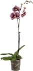 Orchidee (Phalaenopsis) von  im aktuellen Globus-Baumarkt Prospekt für 6,99 €