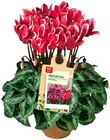 Alpenveilchen Angebote von REWE Beste Wahl bei REWE Braunschweig für 1,89 €