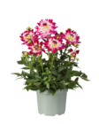 Dahlie  im aktuellen Lidl Prospekt für 5,99 €