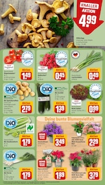 Ähnliche Angebote wie Saatgut im Prospekt "Dein Markt" auf Seite 7 von REWE in Amberg