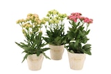Kalanchoe sunny à 6,99 € dans le catalogue Carrefour