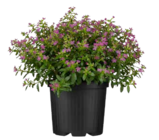 Scheinmyrte im Angebot bei OBI in Lahr Scheinmyrte Angebote bei OBI Lahr für 3,49 €