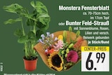 E center Schwabmünchen - Monstera Fensterblatt Angebot im Prospekt Monstera Fensterblatt bei E center im Schwabmünchen Prospekt für 6,99 €
