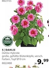 Dahlie von Dehner im aktuellen Dehner Garten-Center Prospekt für 9,99 €