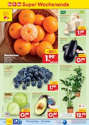 Palme im Netto Marken-Discount Prospekt in Bad Salzuflen Aktueller Netto Marken-Discount Prospekt mit Palme, "Aktuelle Angebote", Seite 46