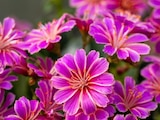 Promo Lewisia à 4,49 € dans le catalogue Gamm vert à La Ville-du-Bois
