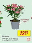 Oleander Angebote bei toom Baumarkt Bergkamen für 12,99 €