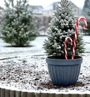 Zuckerhutfichte Angebote bei Thomas Philipps Duisburg für 0,79 €