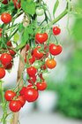 Plant de tomates (h) dans le catalogue Carrefour Market