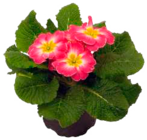 Vierländer Primel von  im aktuellen EDEKA Prospekt für 0,99 €