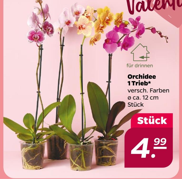 Orchidee 1 Trieb