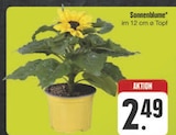 Sonnenblume im Angebot bei E center in Fürth Sonnenblume Angebote bei E center Fürth für 2,49 €