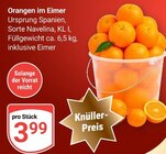 Orangen im Eimer bei GLOBUS im Offenbach Prospekt für 3,99 €