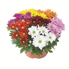 Aktuelle Pflanzen Angebote bei Lidl in Saarbrücken Aktuelles Chrysanthemen mehrfarbig Angebot bei Lidl in Saarbrücken ab 3,99 €