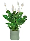 Spathiphyllum H. 70 cm - ION FOR POTERRY en promo chez Truffaut Spathiphyllum H. 70 cm - ION FOR POTERRY dans le catalogue Truffaut