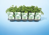 Plante aromatique pot 0.75 litre dans le catalogue Netto