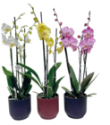 Phalaenopsis mix 3 branches - LaMaison.fr à Le Mans Phalaenopsis mix 3 branches en promo chez LaMaison.fr Le Mans à 14,95 €