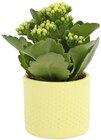 Kalanchoe im Keramiktopf 'Ton in Ton' Angebote bei REWE Kiel für 2,99 €