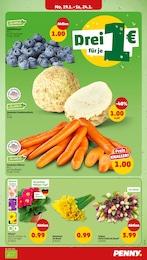 Penny Garten im Prospekt 