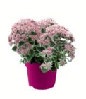 Fetthenne im Angebot bei toom Baumarkt in Hagen Fetthenne Angebote bei toom Baumarkt Hagen für 3,99 €