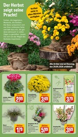 Gartenerde im REWE Prospekt in Langenhagen Aktueller REWE Prospekt mit Gartenerde, "Dein Markt", Seite 15