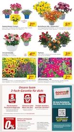 Blumen im toom Baumarkt Prospekt in Bornheim Aktueller toom Baumarkt Prospekt mit Blumen, "Respekt, wer's selber macht.", Seite 4