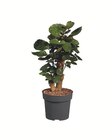 Palmenmix im Angebot bei Lidl in Moers Palmenmix Angebote bei Lidl Moers für 6,99 €