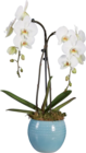 Orchidée arceau et cascade en promo chez Lidl Orchidée arceau et cascade dans le catalogue Lidl