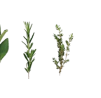 Kasseler Nussschinken bei Kaufland im Pfullingen Prospekt für 7,29 €