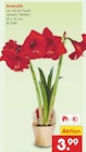 Amaryllis im aktuellen Netto Marken-Discount Prospekt