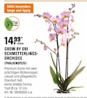 SCHMETTERLINGSORCHIDEE Angebote von GROW BY OBI bei OBI Berlin für 14,99 €