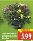 Chrysanthemen XL im aktuellen E center Prospekt
