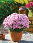 Promo Margueritte d'automne à 1,99 € dans le catalogue Hyper U à Alès